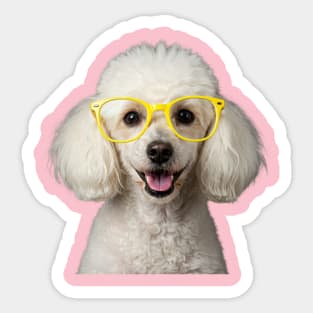 White Poodle Wearing Yellow Glasses Sticker